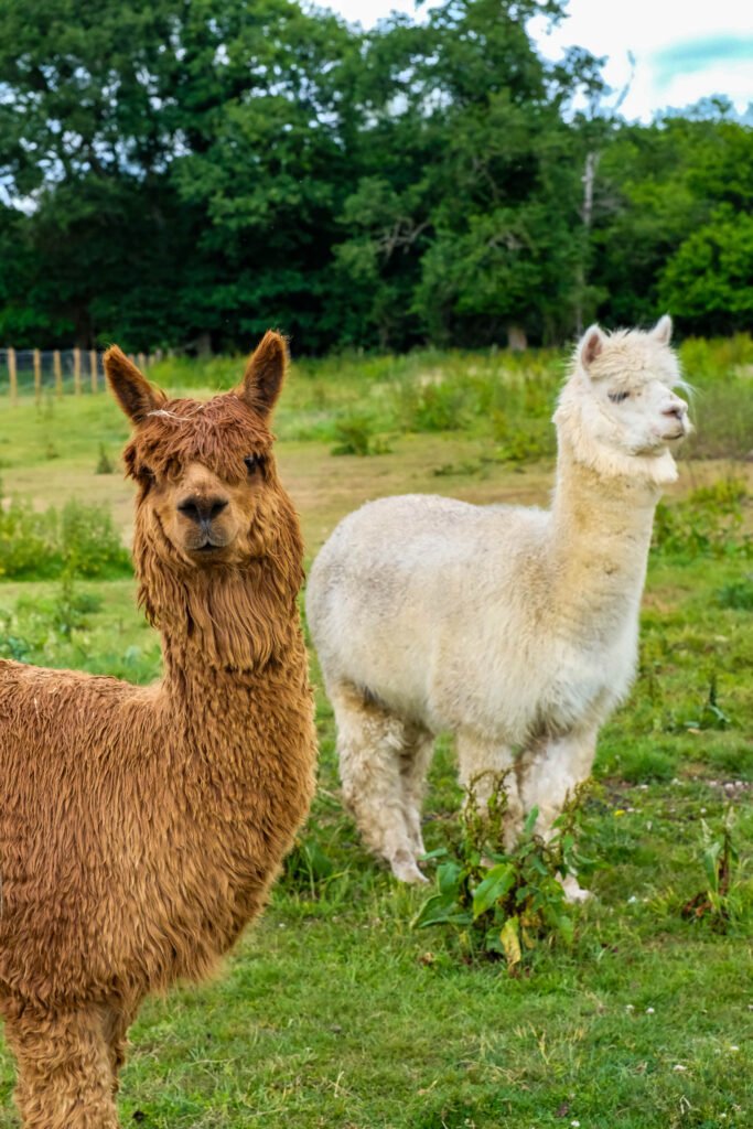 Elysian's Alpacas