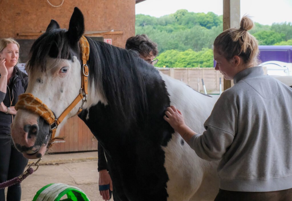 Elysian Horse being groomed