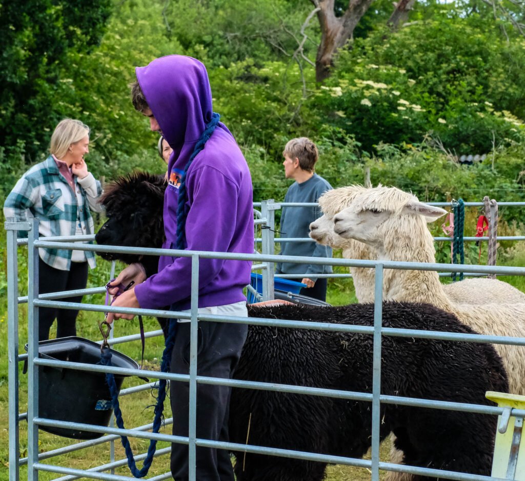 Elysian's Intro to AAI Day with Alpacas in a field